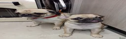 Pug dogs for sale: Pugs  - Advert 17