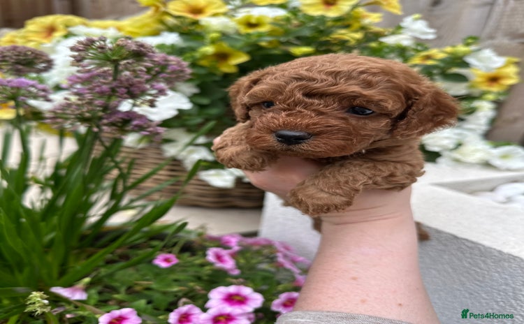 Cavapoo dogs - Advert 9