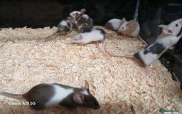 Mouse rodents for sale: Baby Coloured Fancy Mice  - Advert 7