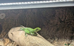 Iguana reptiles for sale: Ctenosaura pectinata Mexican spiny tail iguana  - Image 2