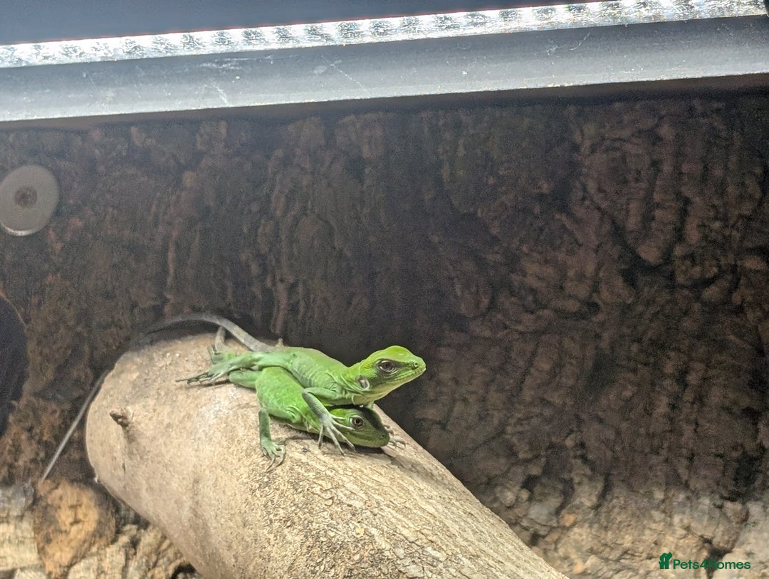 Iguana reptiles for sale: Ctenosaura pectinata Mexican spiny tail iguana  - Image 2