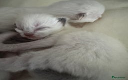 Ragdoll cats for sale: DNA tested Ragdoll Kittens - Image 3