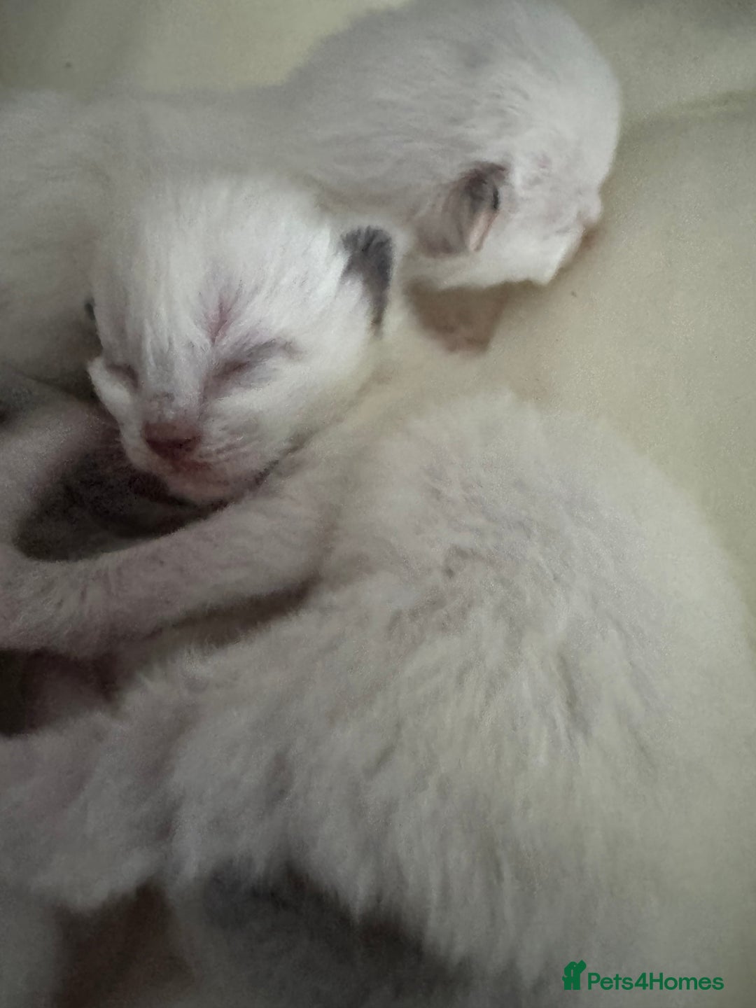 Ragdoll cats for sale: DNA tested Ragdoll Kittens - Image 3