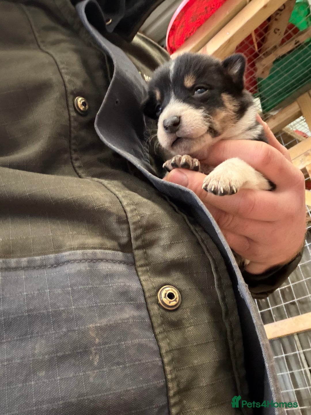 Mixed Breed dogs for sale: kelpie/blue heelers - Advert 11