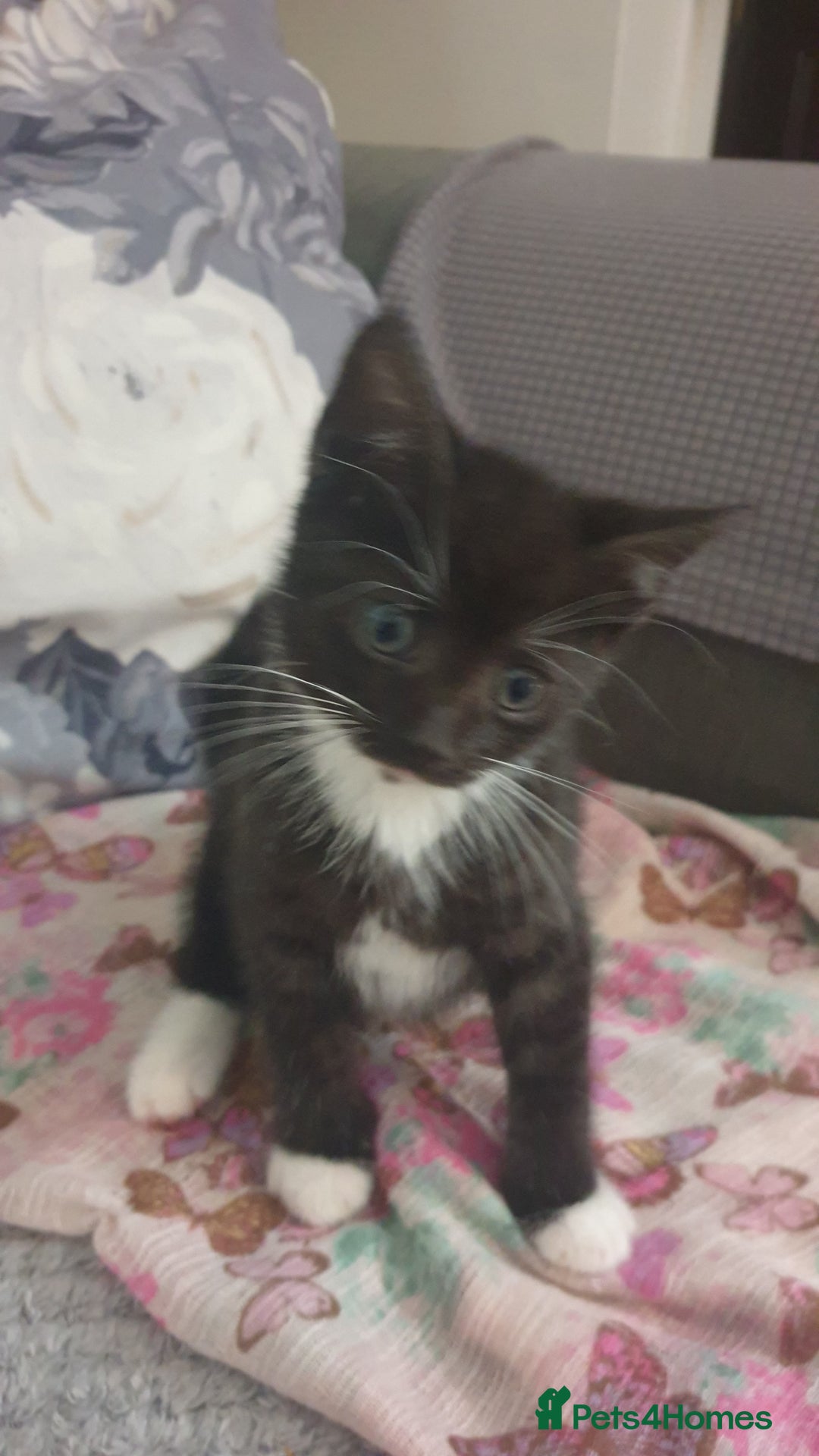 Mixed Breed cats for sale: 5 kittens looking for forever homes. - Image 5