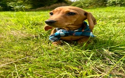 Miniature Dachshund dogs for sale: BEAUTIFUL KC REG & PRA CLEAR MINIS - 0% inbreeding - Image 11