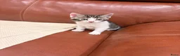 Mixed Breed cats for sale: Beautiful mixed tabby kittens  - Advert 10