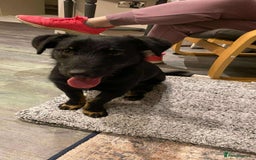 Mixed Breed dogs for adoption: TUX Small body BIG personality - Image 3