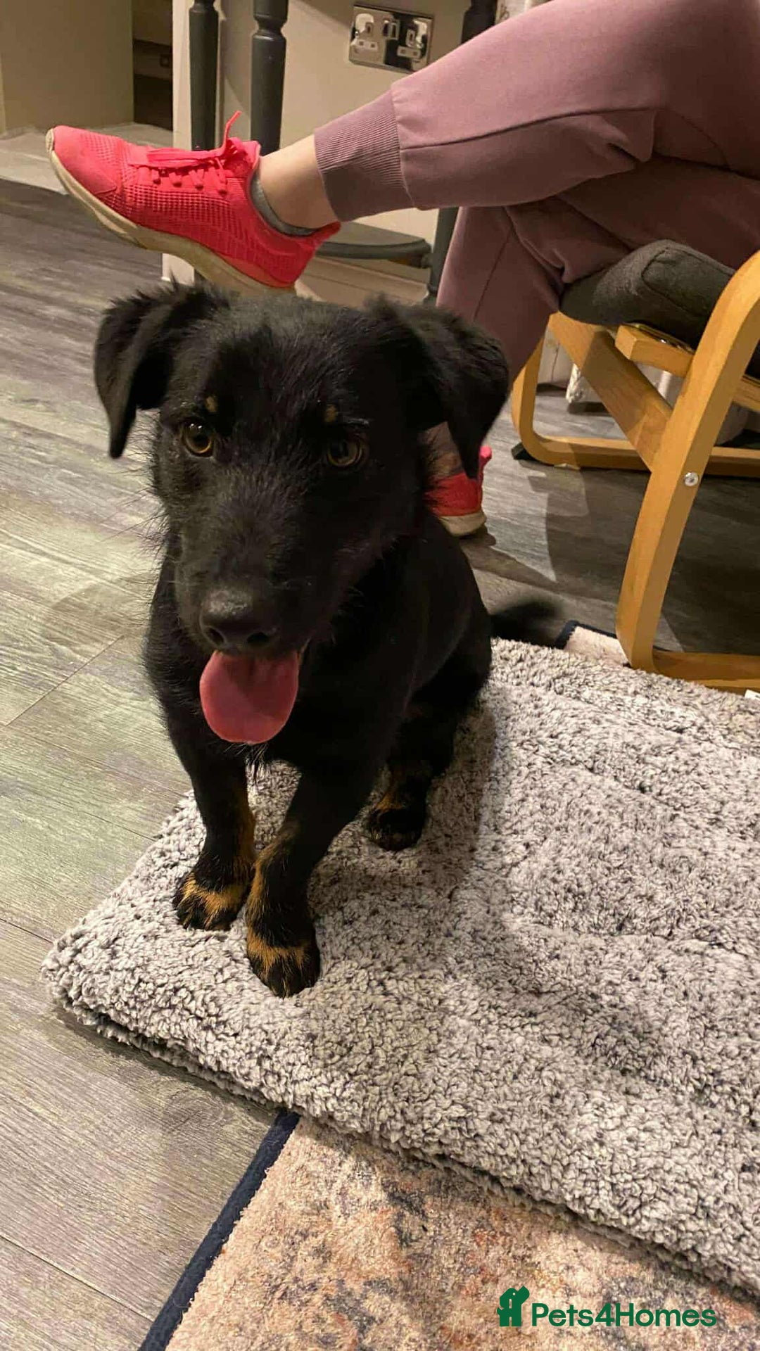 Mixed Breed dogs for adoption: TUX Small body BIG personality - Image 3