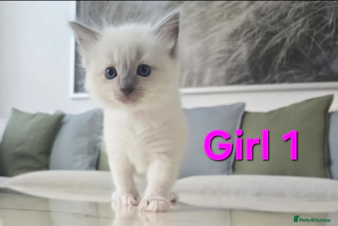 Ragdoll cats for sale: 🤍 Pure Ragdoll Kittens Ready to Reserve - Advert 8