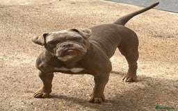 Olde English Bulldogge dogs for sale: Ex Champion Show girl for rehome PET HOME ONLY - Image 5