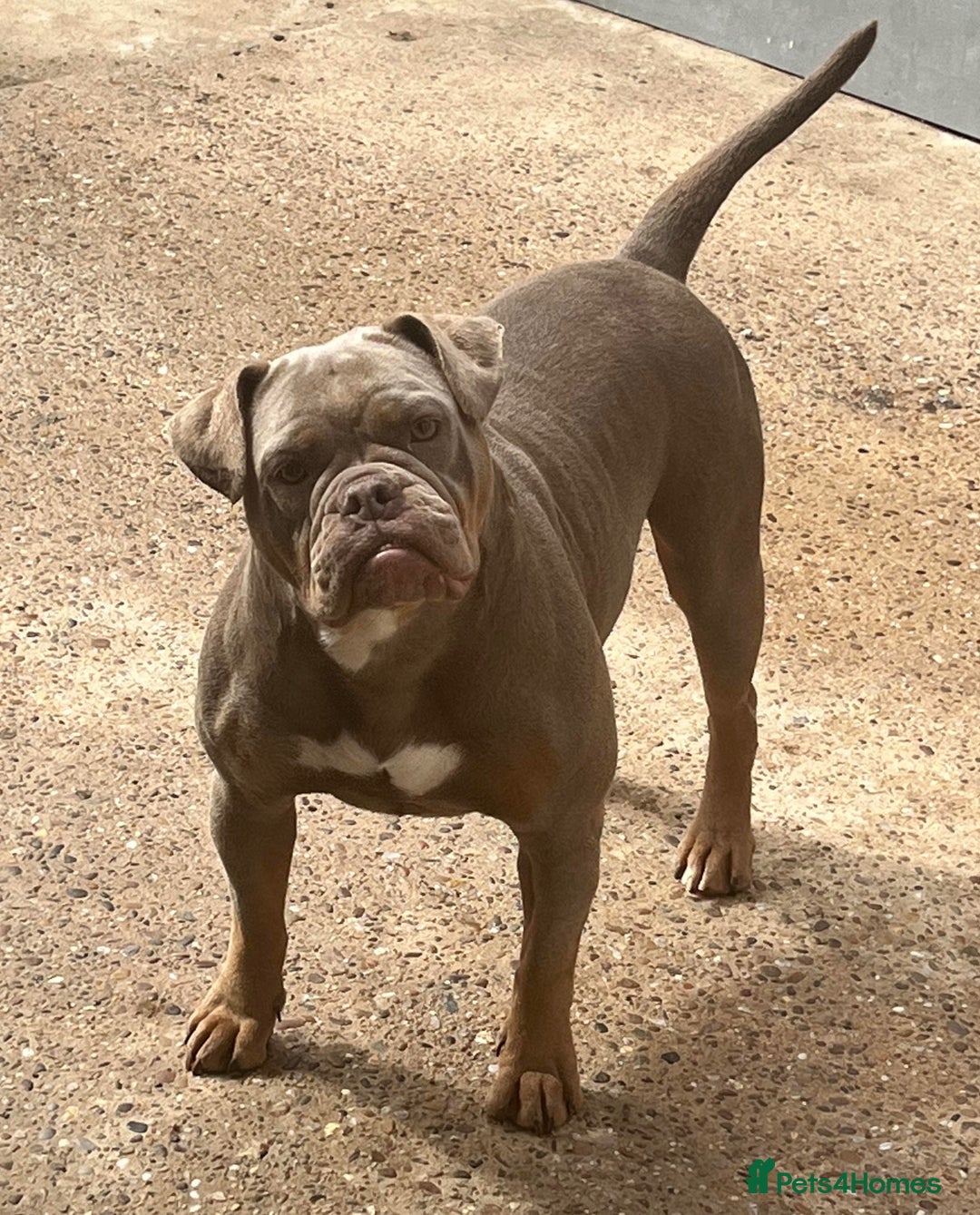 Olde English Bulldogge dogs for sale: Ex Champion Show girl for rehome PET HOME ONLY - Image 5