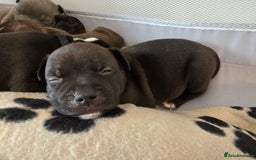 Staffordshire Bull Terrier dogs for sale: STAFFORDSHIRE BULL TERRIOR PUPPIES - Image 28