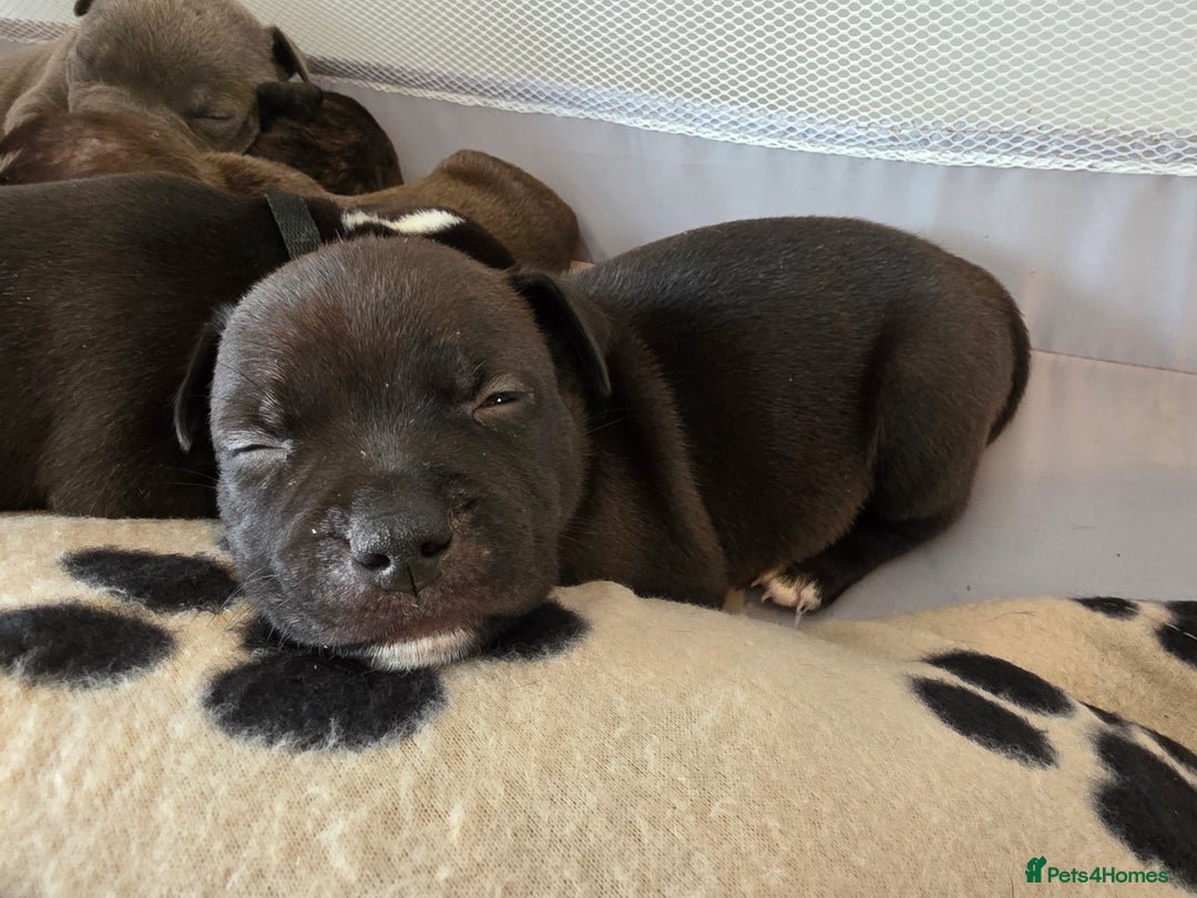 Staffordshire Bull Terrier dogs for sale: STAFFORDSHIRE BULL TERRIOR PUPPIES - Image 28