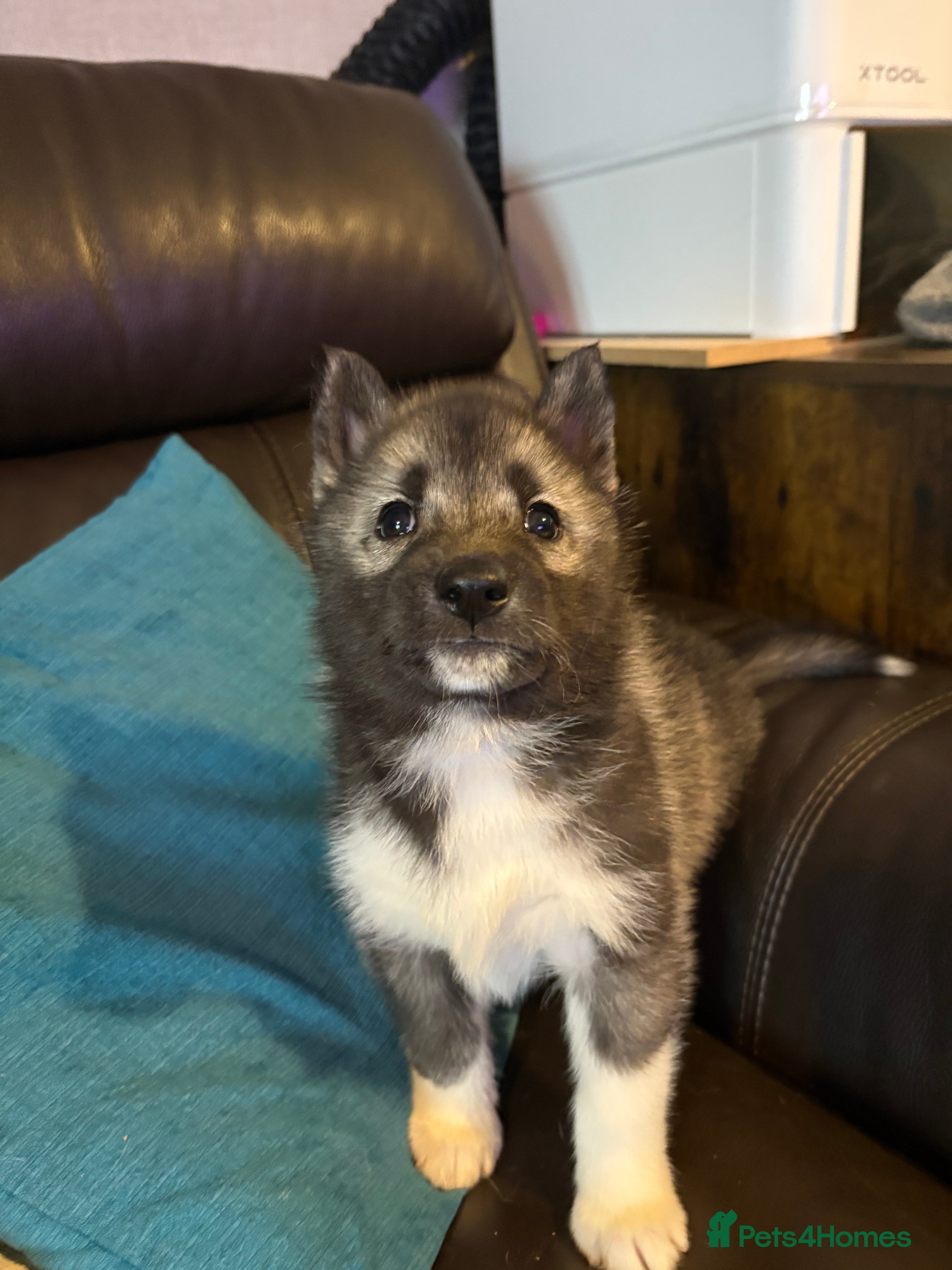Siberian Husky dogs Ready now Kc reg Siberian husky puppy 1 female  - Advert 4