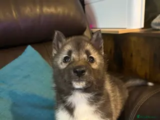 Siberian Husky dogs Ready now Kc reg Siberian husky puppy 1 female - Advert 3