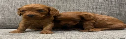 Cavapoo dogs for sale: Health clear F1 Cavapoo boys - Advert 5