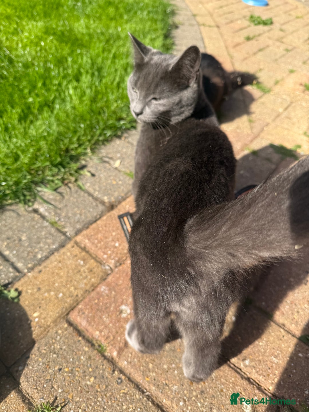 Mixed Breed cats for sale: Boy kitten age 8 months old  - Image 3