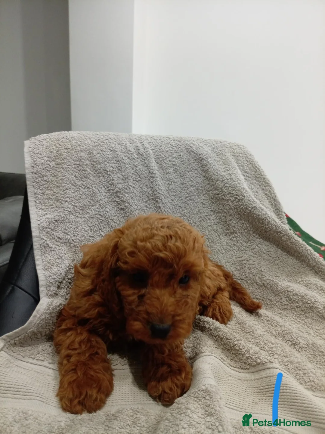 Cockapoo dogs for sale: Cocker spanials  in Hartlepool - Advert 13