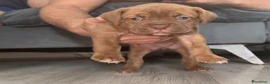 Mixed Breed 3