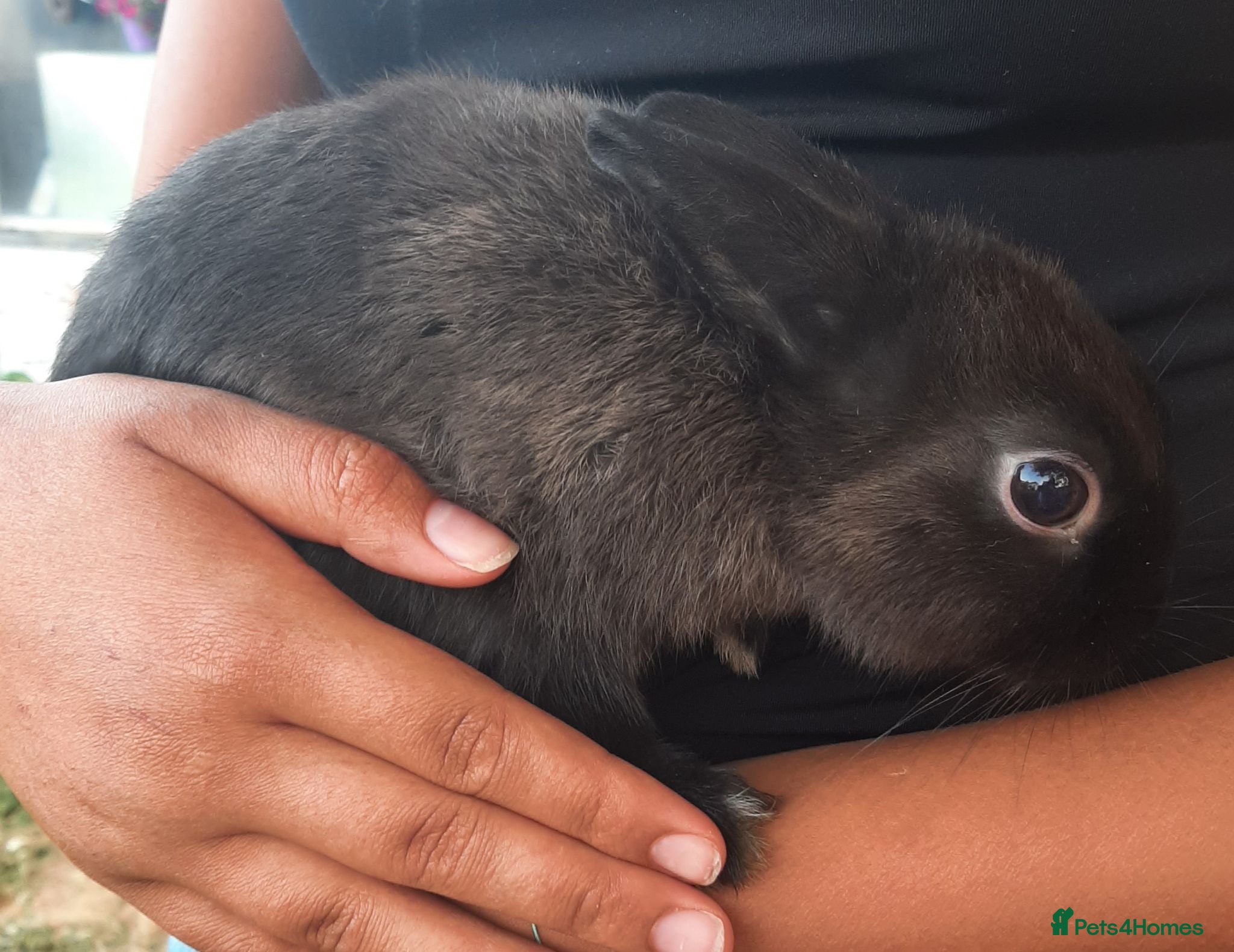 Netherland Dwarf rabbits Gorgeous Netherland Dwarf bunnies - Advert 2