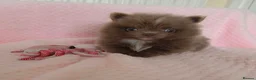 Pomeranian dogs for sale: 🐶 Tiny pomeranian puppies 🐶  - Advert 14