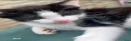 Mixed Breed cats for sale: Mixture of black & white ready to go mixed breed - Advert 22