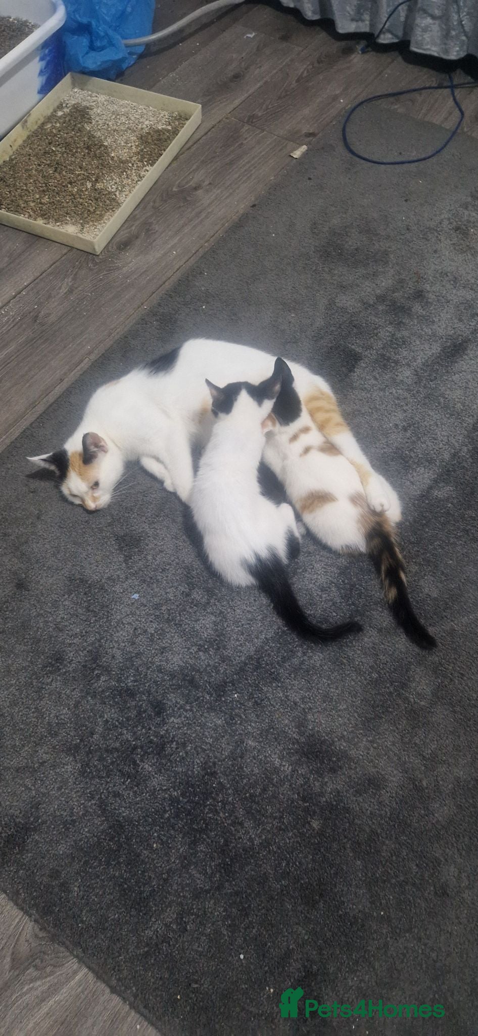 Domestic Shorthair cats Kittens for sale - Advert 1