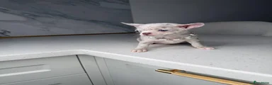 Chihuahua 3