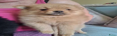 Pomeranian 7