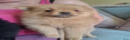 Pomeranian dogs for sale: Stunning pomeranian - Advert 17