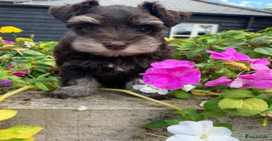 Miniature Schnauzer dogs - Advert 1