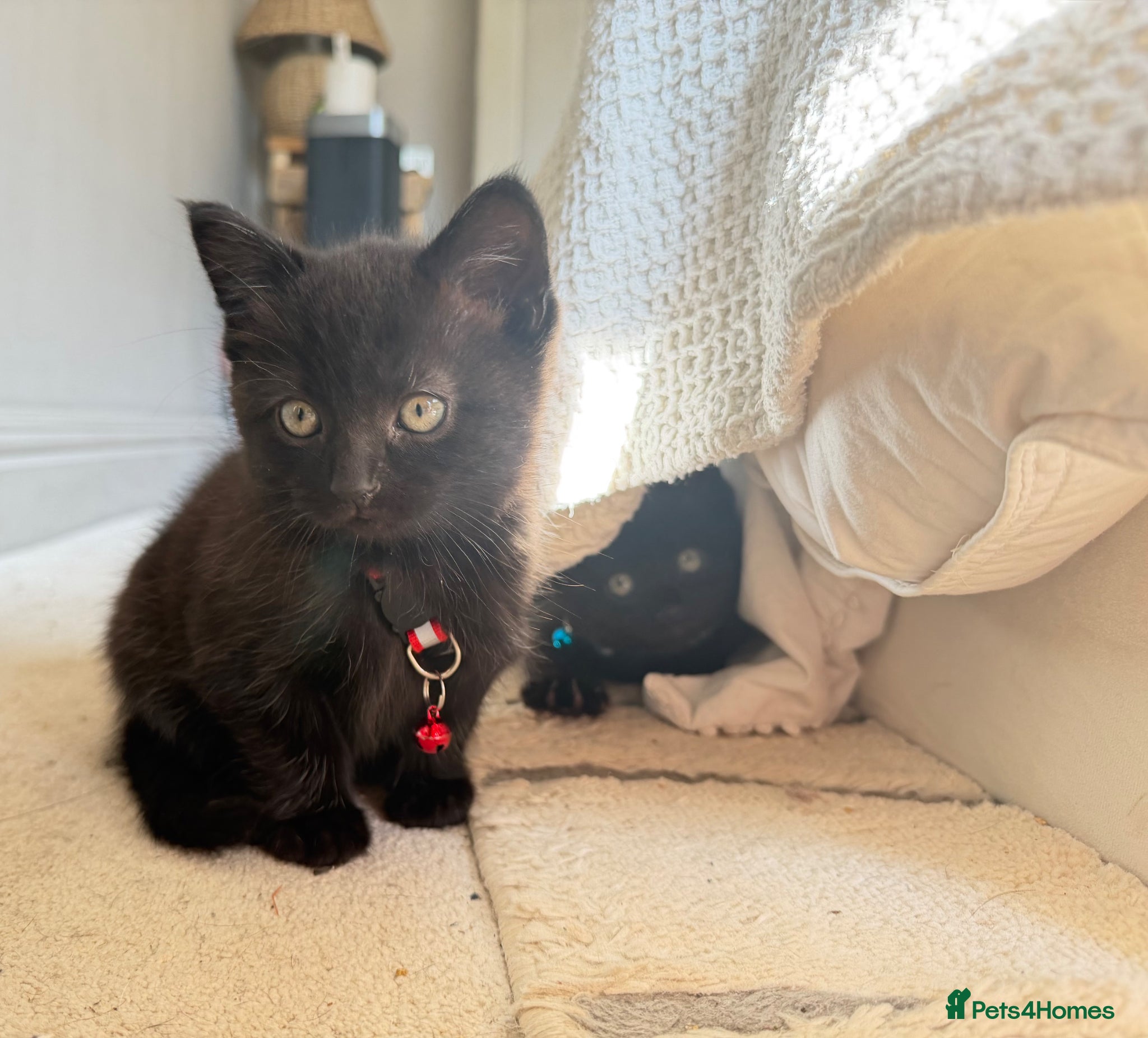 Russian Blue cats for sale: Half Russian Blue Kittens - Advert 10