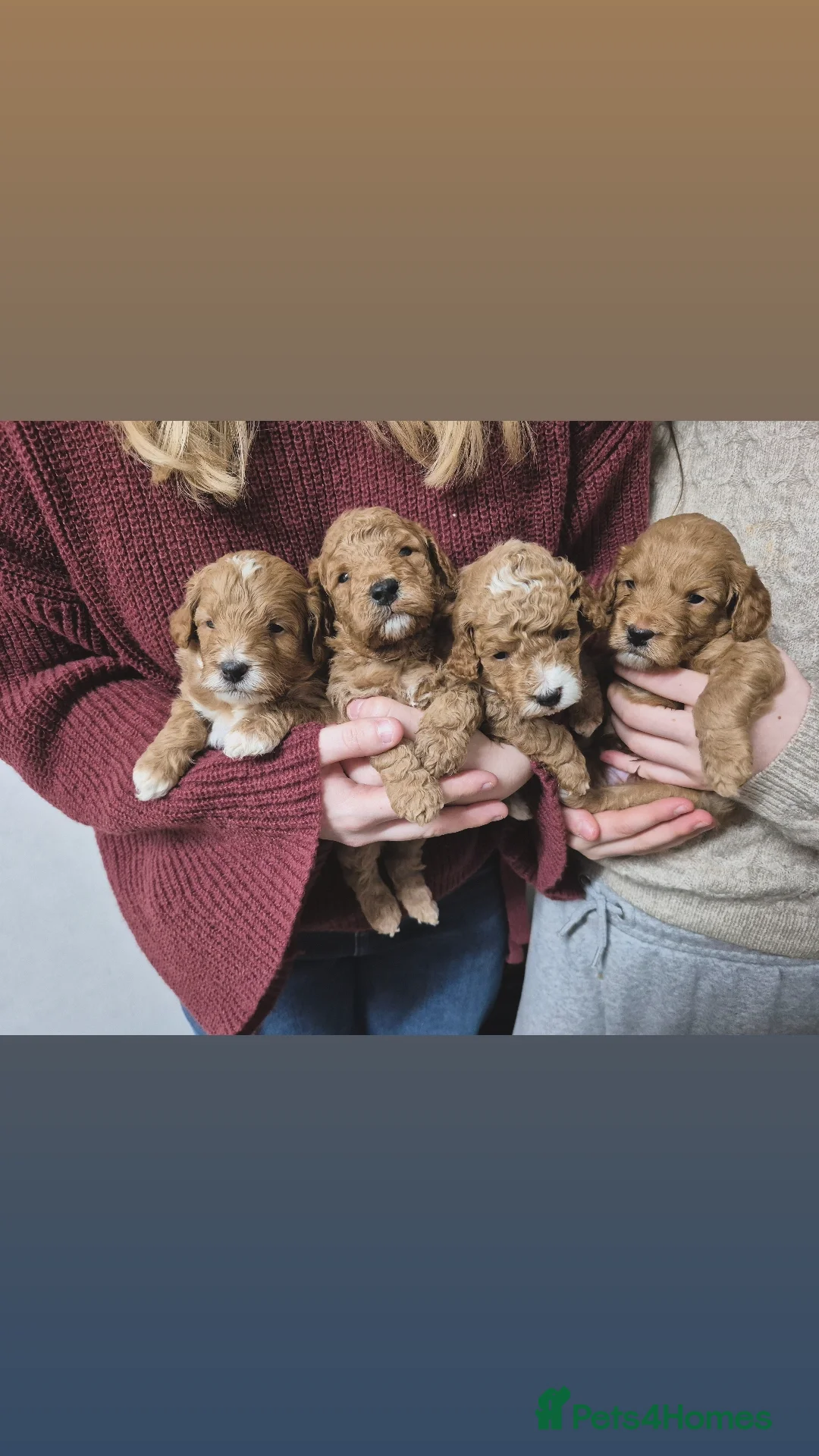 Cockapoo dogs F1B red and apricot cockapoo puppies  - Advert 8