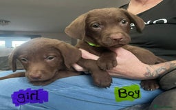 Mixed Breed dogs for sale: Chessadore Puppy’s  - Advert 5