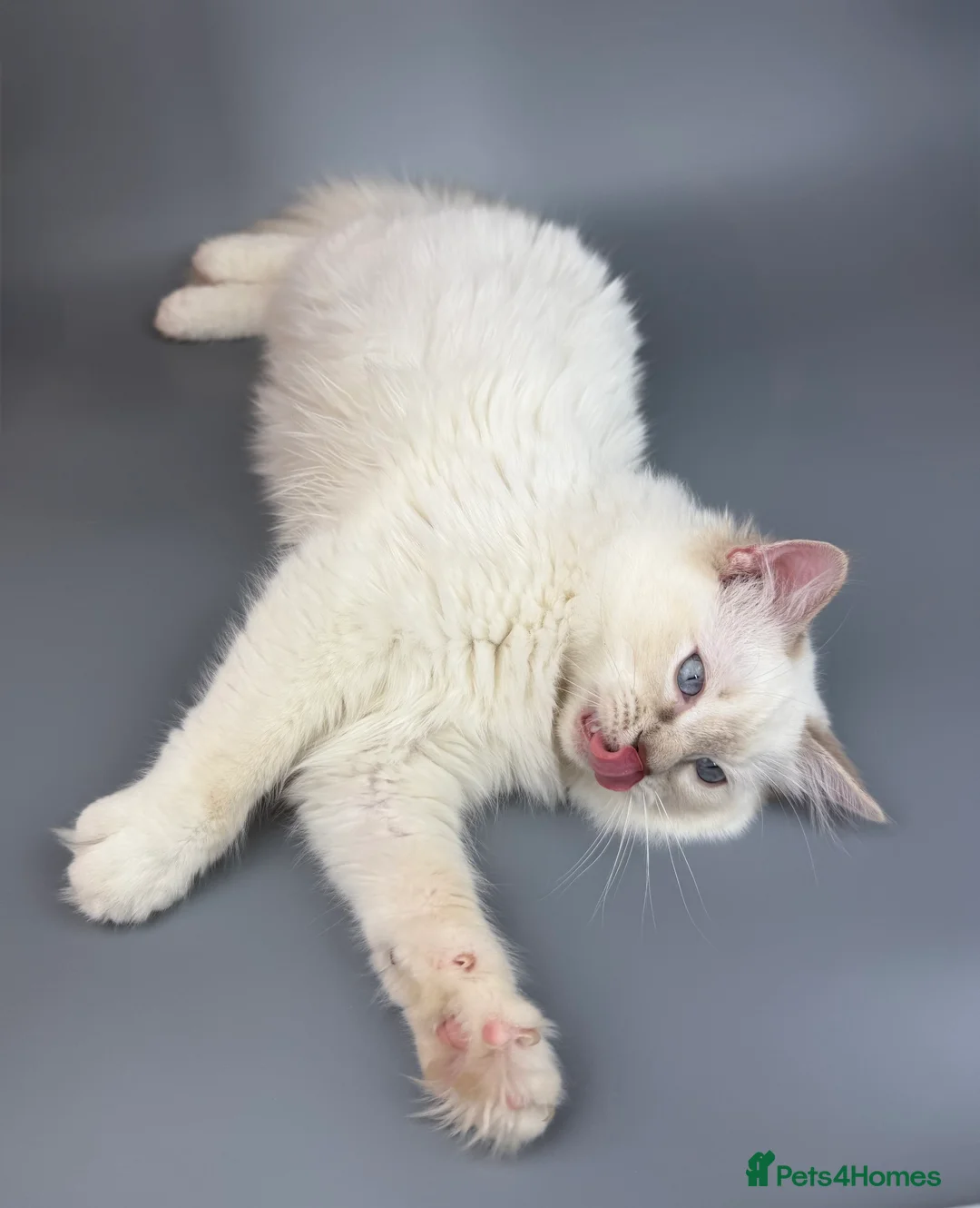 Ragdoll cats for sale: BONDED RAGDOLL BROTHERS - HEALTH TESTED PARENTS - Advert 17