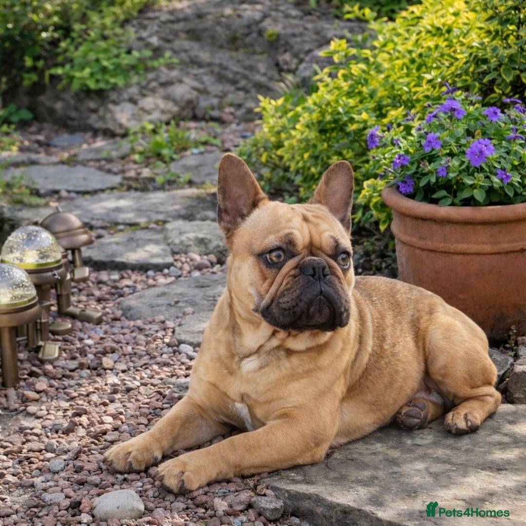 French Bulldog dogs for sale: French Bulldog KC Registered - 💕Female💕 - Advert 9