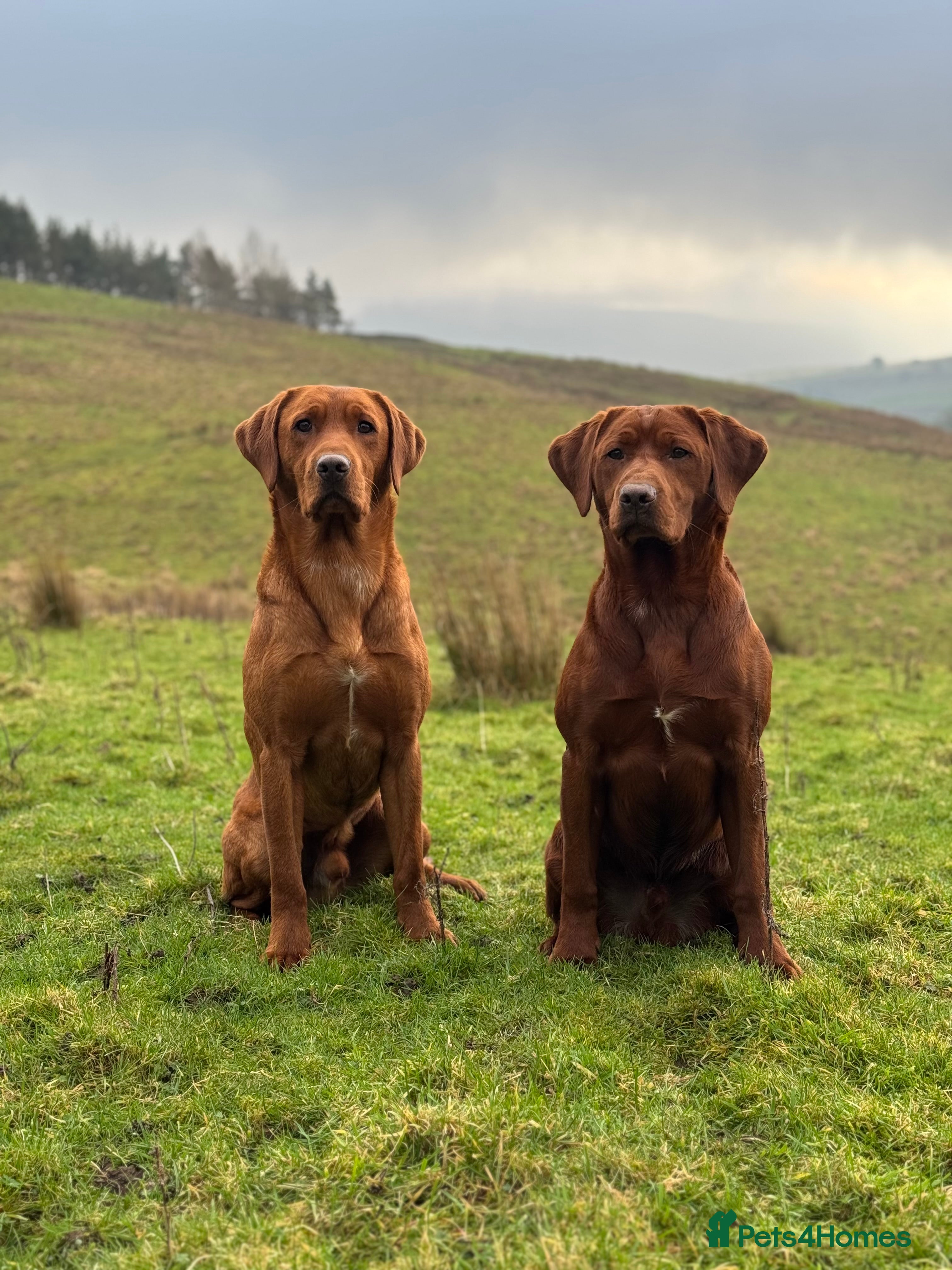 Labrador Retriever dogs ✨PROVEN FULLY HEALTH TESTED WORKING RED LABRADOR✨ in Hawes - Advert 5