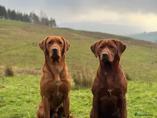 Labrador Retriever dogs ✨PROVEN FULLY HEALTH TESTED WORKING RED LABRADOR✨ in Hawes - Advert 4