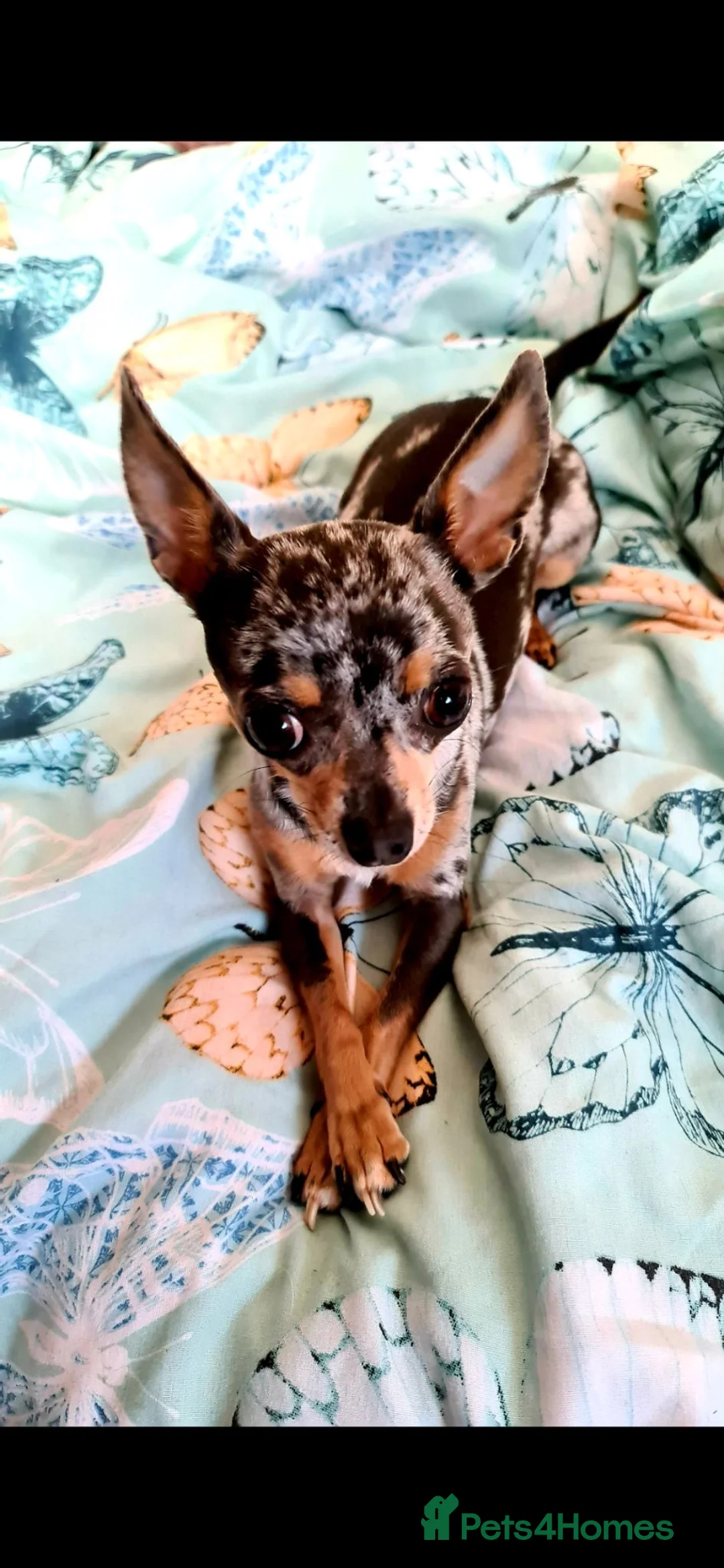 Chihuahua dogs for sale: 9 year old female chihuahua  - Advert 2