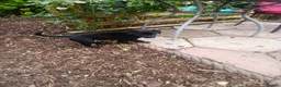 Borador dogs for sale: Labrador x collie puppies  - Advert 3