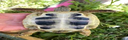 Hermann Tortoise reptiles for sale: Harmann Tortoise 6 years old  in Egham - Advert 11