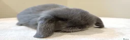 Mini Lop rabbits for sale: Adorable mini lop baby bunnies - Advert 7