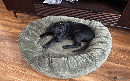 Labrador Retriever dogs for sale: Adorable Labrador Puppy-Healthy & Well-Cared-For - Image 7