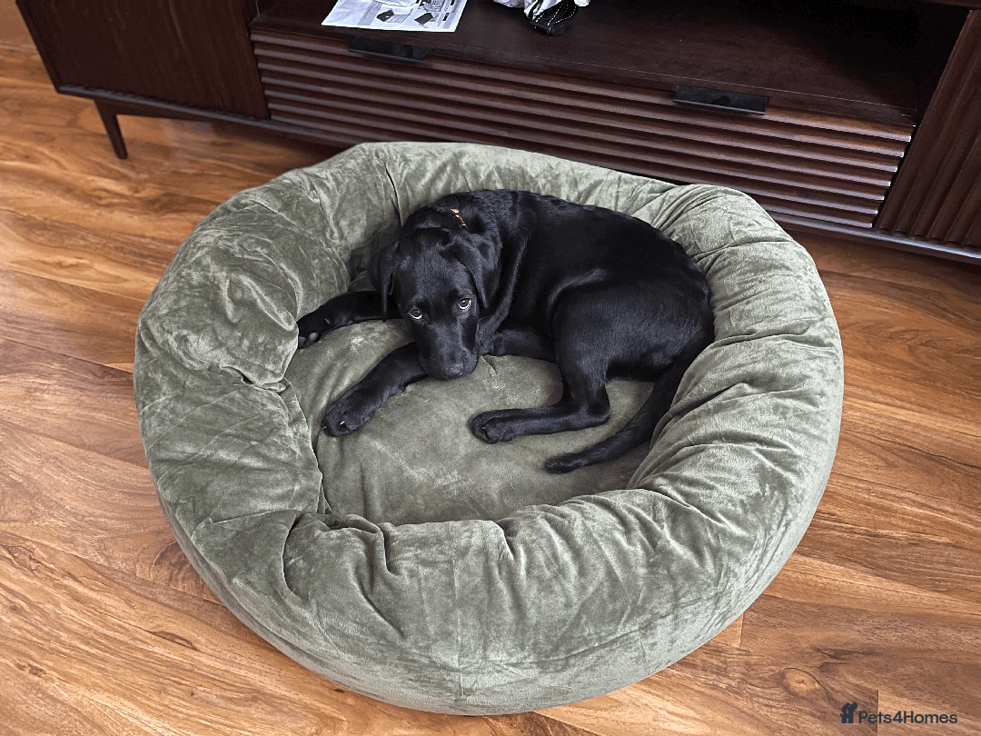 Labrador Retriever dogs for sale: Adorable Labrador Puppy-Healthy & Well-Cared-For - Image 7