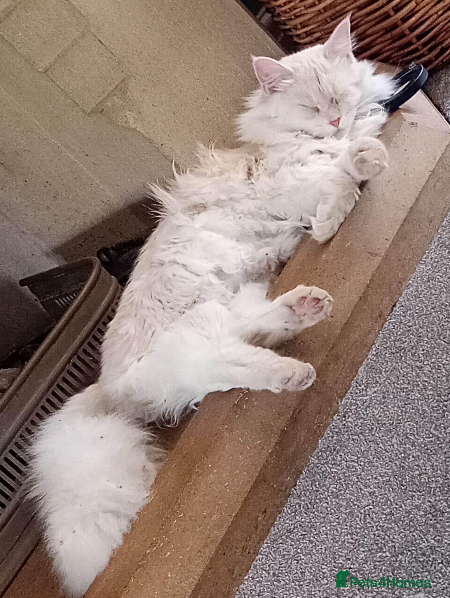 Maine Coon cats 8 month old kitten  - Advert 2