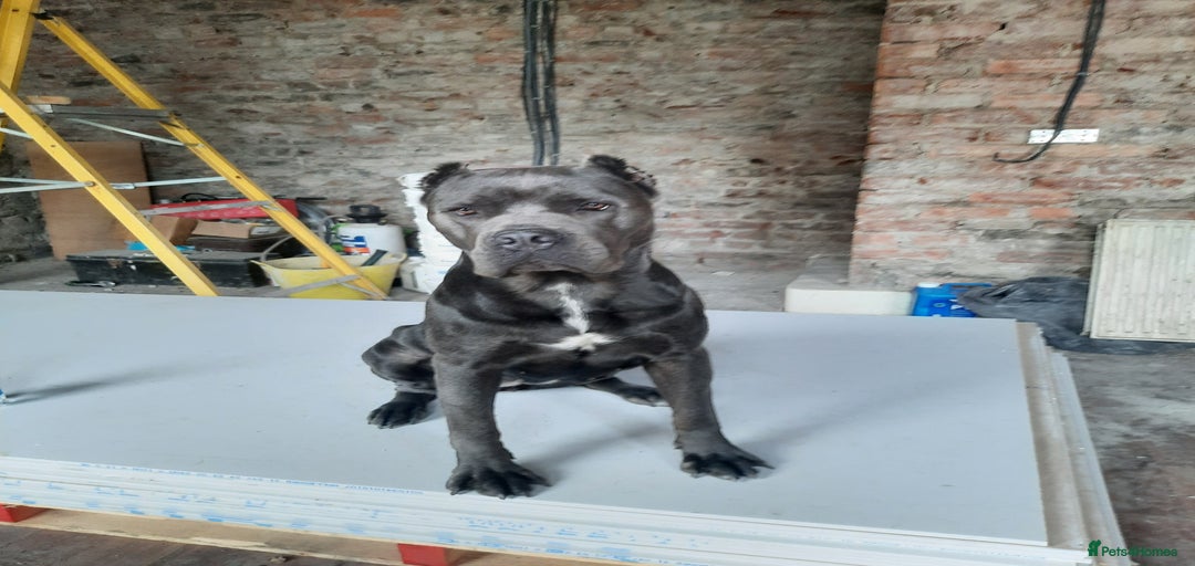 Gallery Image {{count}}