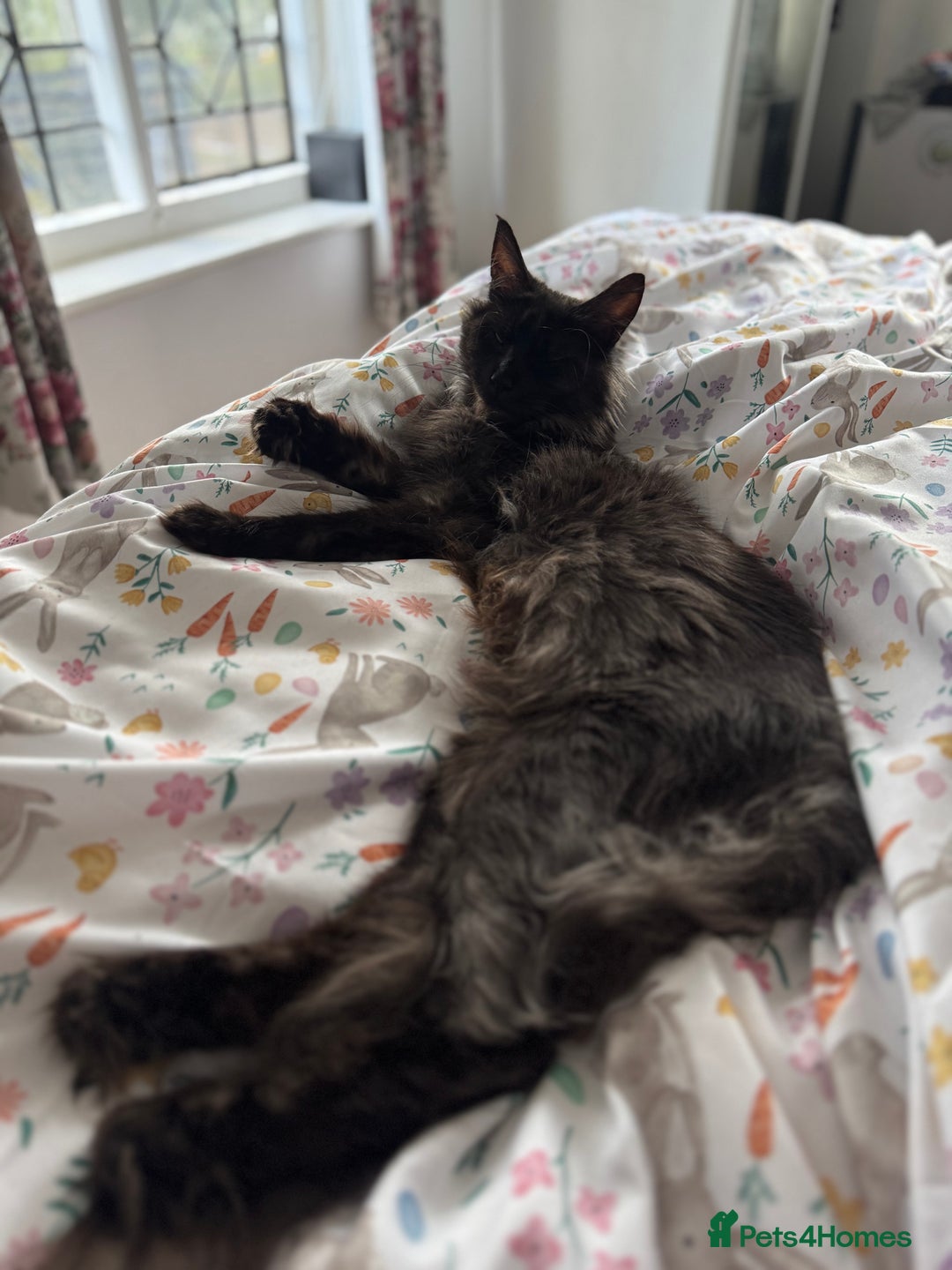 Maine Coon cats for sale: Registered TICA Blue Smoke Maine Coon Kittens - Image 8