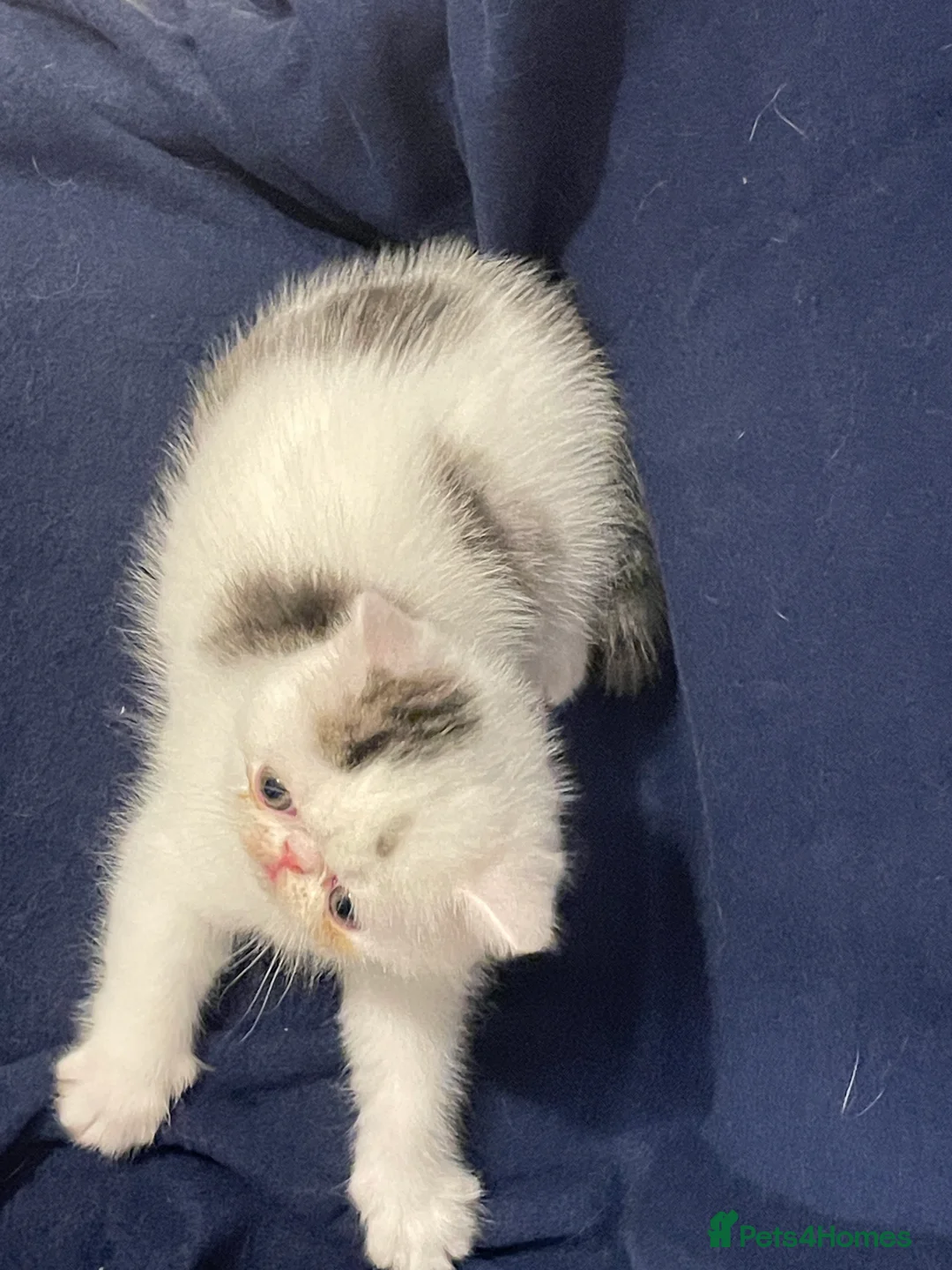 Exotic cats for sale: Gorgeous GCCF registered Exotic Shorthair kittens - Advert 9