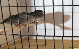 Canaries birds for sale: Fife canaries for sale 2025 bred - Image 15